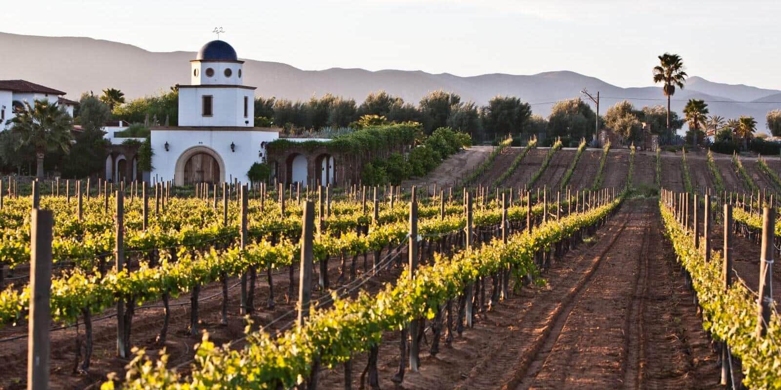 Best vineyards in San Miguel