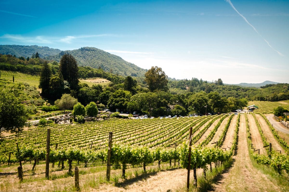 Best vineyards in San Miguel