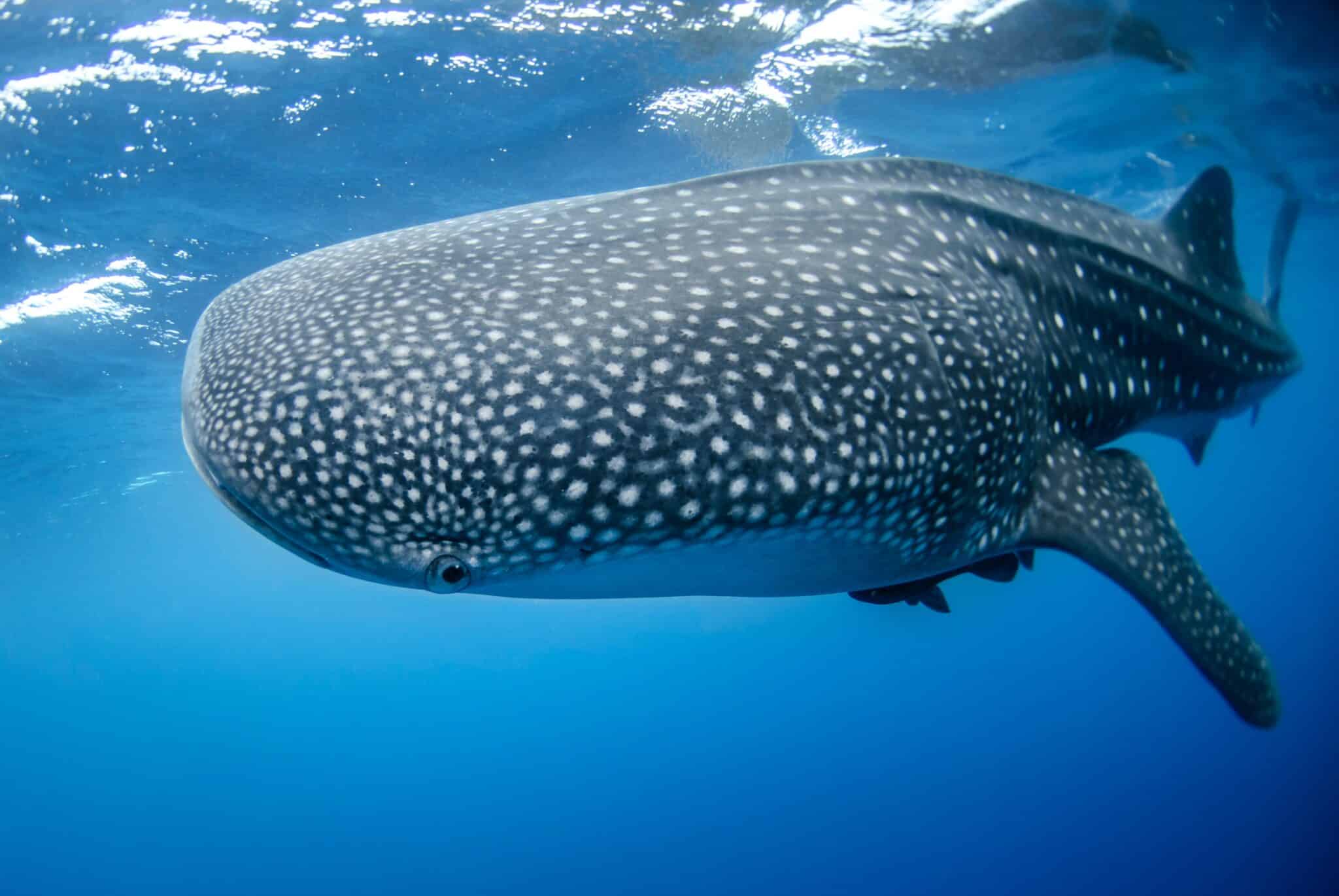 Whale Sharks in Quintana Roo