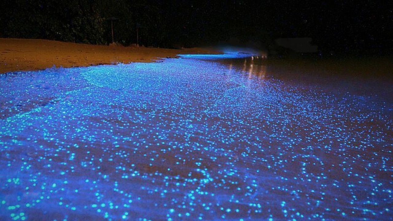 Bioluminescent Plankton in Sian Ka'an